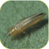 wciornastki