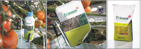 Trianum 2