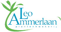 ammerlaan